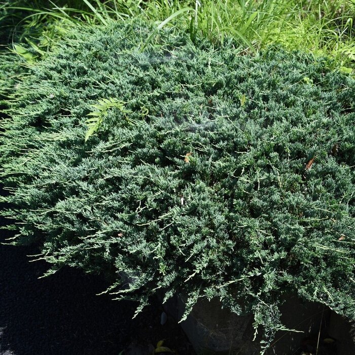 Jeneverbes - Juniperus chinensis 'Blaauw'