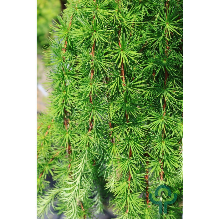 Japanse treurlok - Larix kaempferi 'Stiff Weeper'