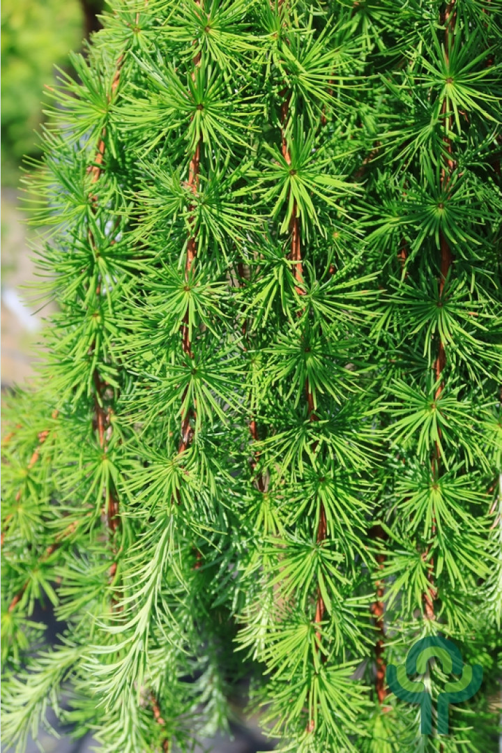 Japanse treurlok - Larix kaempferi 'Stiff Weeper'
