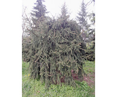 Treurende fijnspar - Picea abies 'Frohburg'