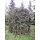 Treurende fijnspar - Picea abies 'Inversa'