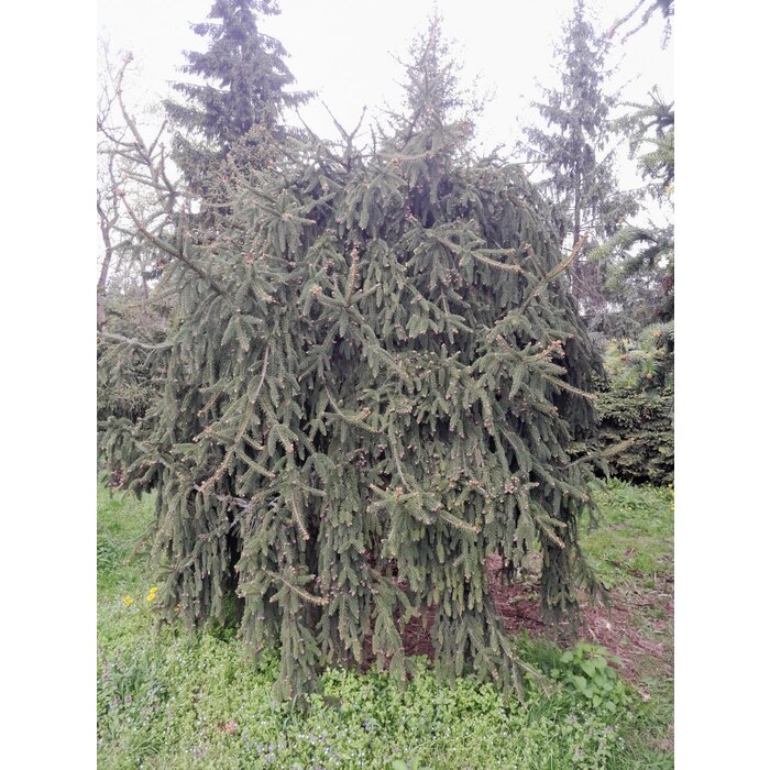 Treurende fijnspar - Picea abies 'Inversa'