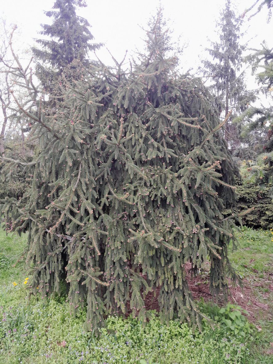 Treurende fijnspar - Picea abies 'Inversa'