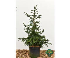 Spar - Picea orientalis 'Aureospicata'