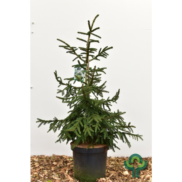 Spar - Picea orientalis 'Aureospicata'