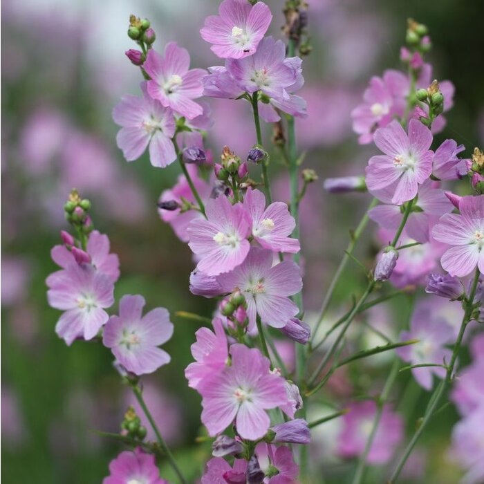 Griekse Malva - Sidalcea 'Elsie Heugh'