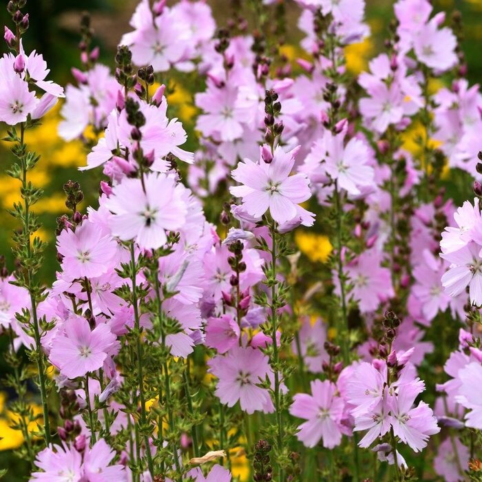 Griekse Malva - Sidalcea 'Elsie Heugh'