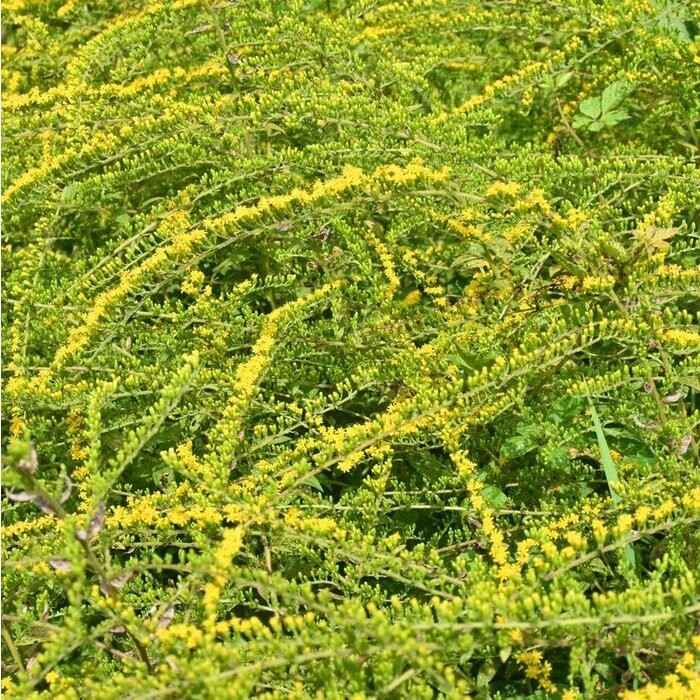 Guldenroede - Solidago rugosa 'Fireworks'