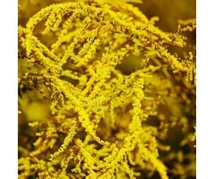 Guldenroede - Solidago rugosa 'Fireworks'