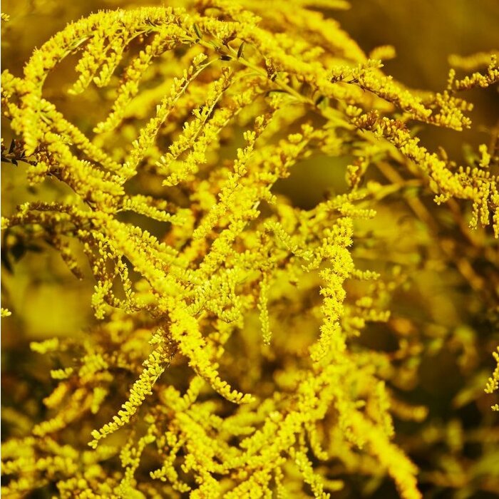 Guldenroede - Solidago rugosa 'Fireworks'