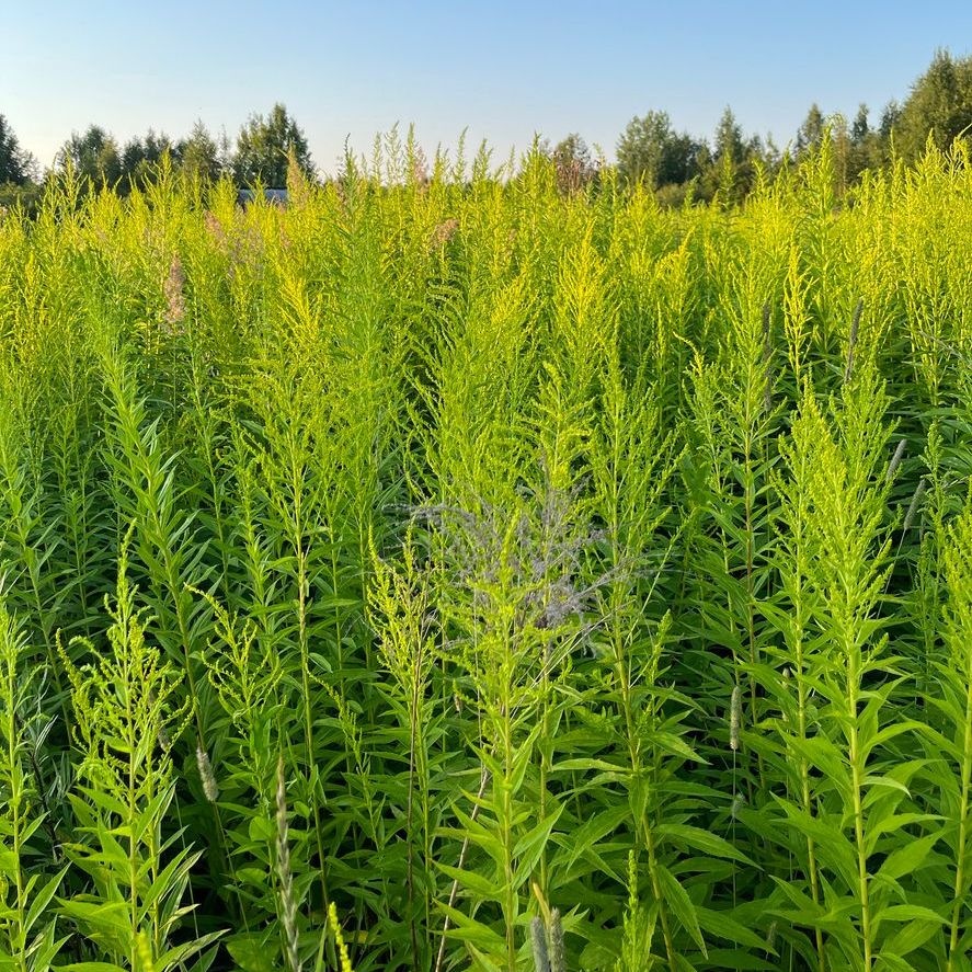Guldenroede - Solidago 'Laurin'