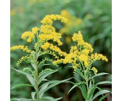Guldenroede - Solidago 'Laurin'