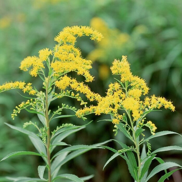 Guldenroede - Solidago 'Laurin'