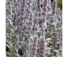 Ezelsoor - Stachys byzantina