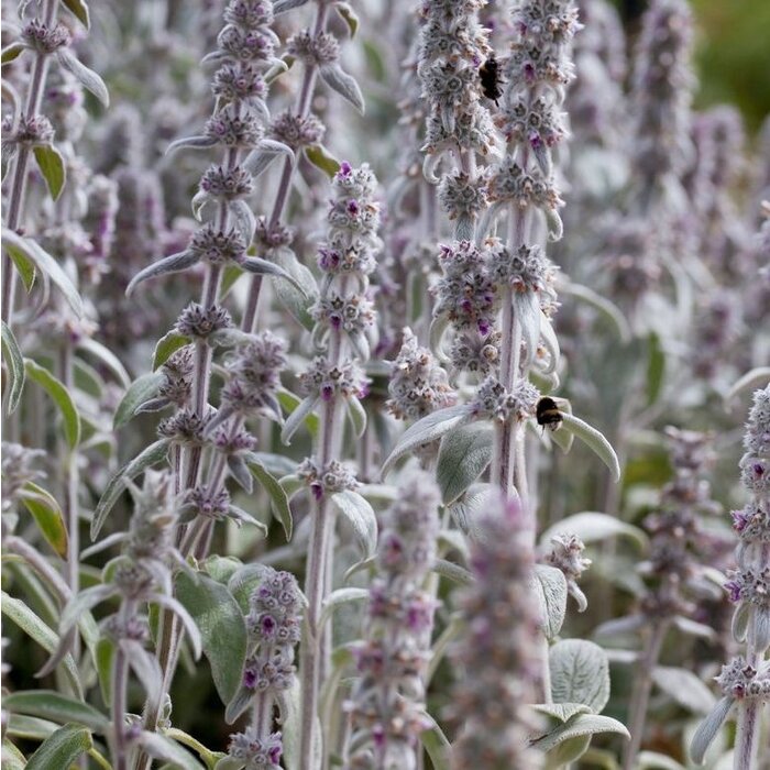 Ezelsoor - Stachys byzantina