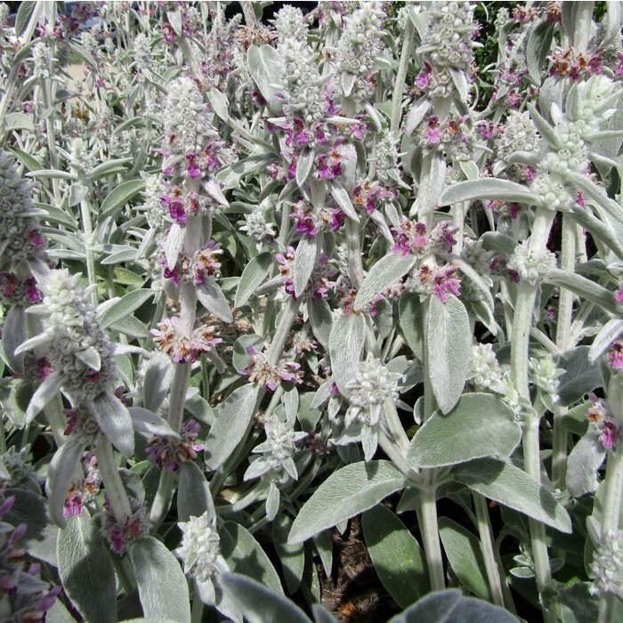 Ezelsoor - Stachys byzantina
