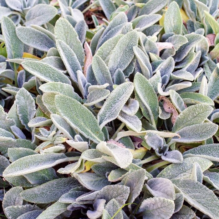 Ezelsoor - Stachys byzantina 'Big Ears'