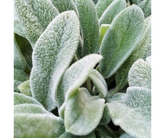 Ezelsoor - Stachys byzantina 'Big Ears'