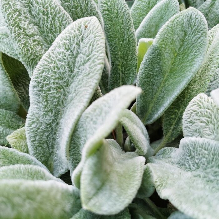 Ezelsoor - Stachys byzantina 'Big Ears'