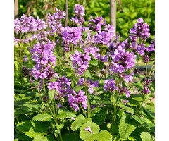 Ezelsoor - Stachys grandiflora 'Superba'