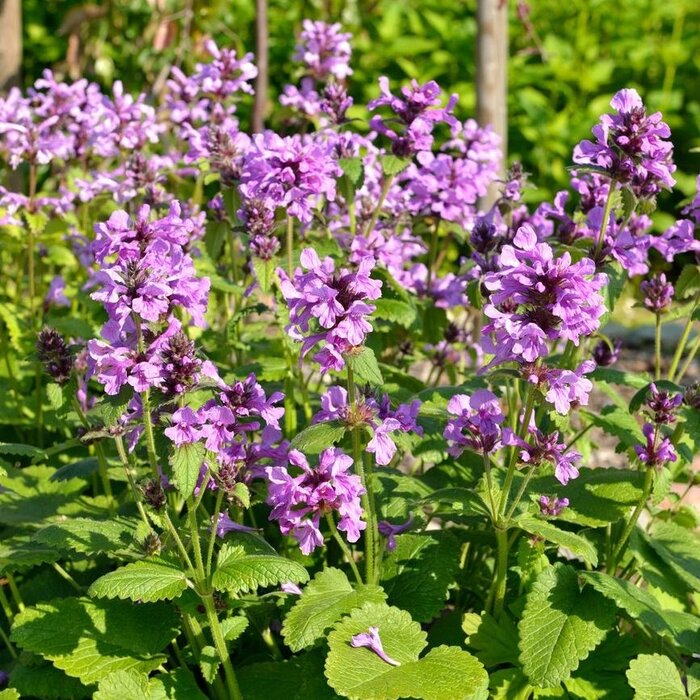 Ezelsoor - Stachys grandiflora 'Superba'