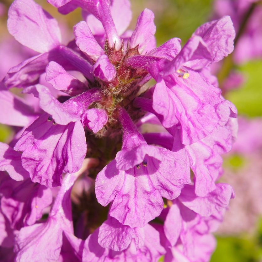 Ezelsoor - Stachys grandiflora 'Superba'