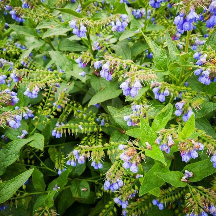 Smeerwortel - Symphytum grand. 'Wisley Blue'