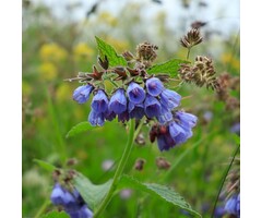 Smeerwortel - Symphytum grand. 'Wisley Blue'