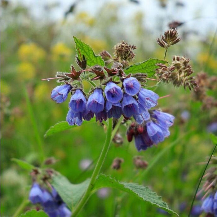 Smeerwortel - Symphytum grand. 'Wisley Blue'