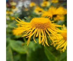 Koeienoog - Telekia speciosa