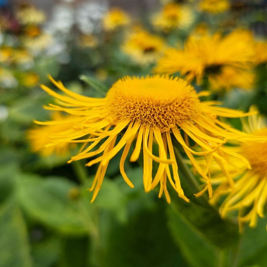 Koeienoog - Telekia speciosa