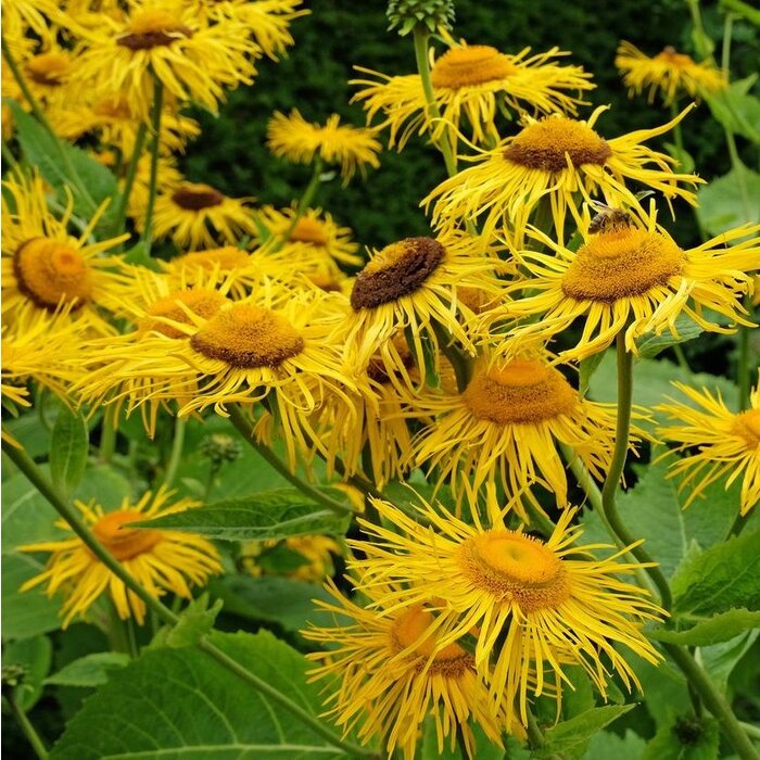 Koeienoog - Telekia speciosa