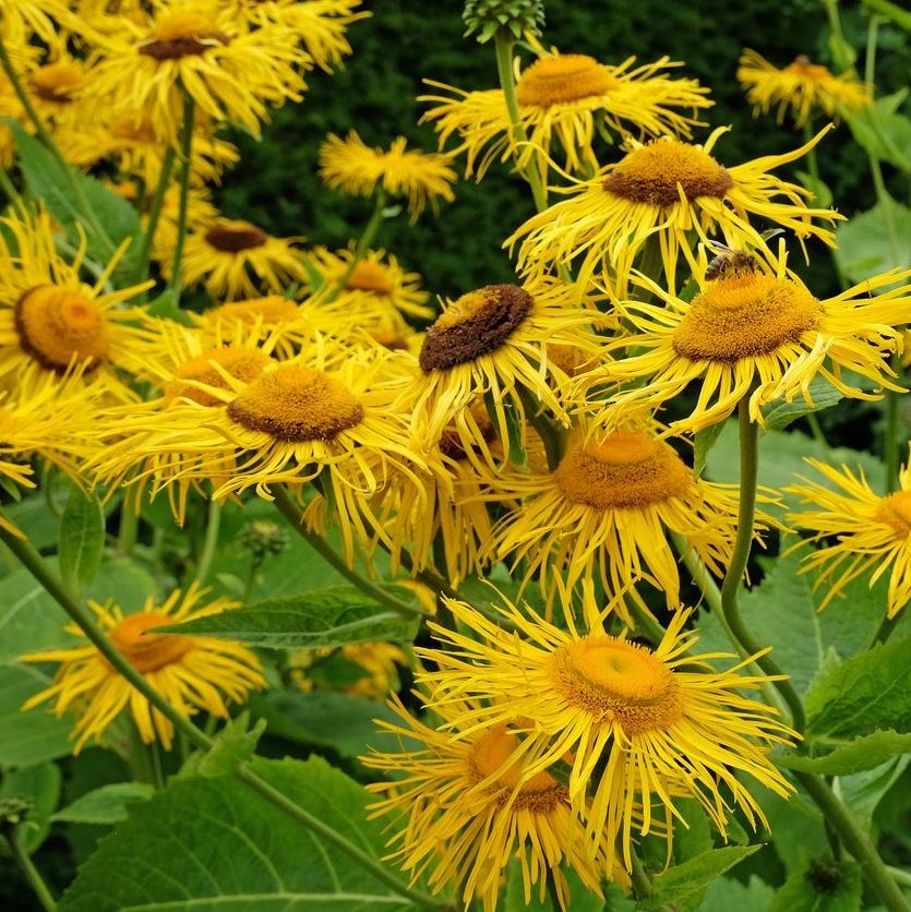 Koeienoog - Telekia speciosa