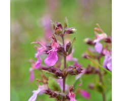 Gamander - Teucrium chamaedrys 'Nanum'