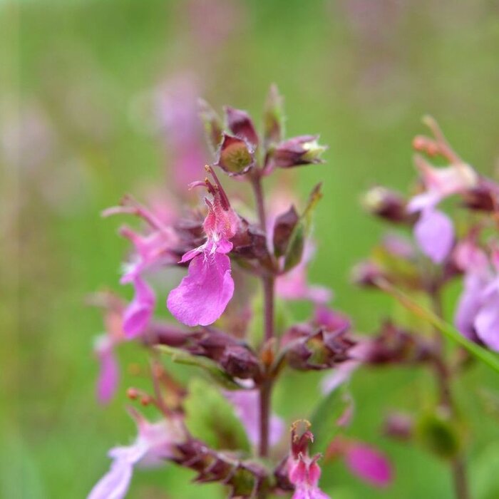 Gamander - Teucrium chamaedrys 'Nanum'