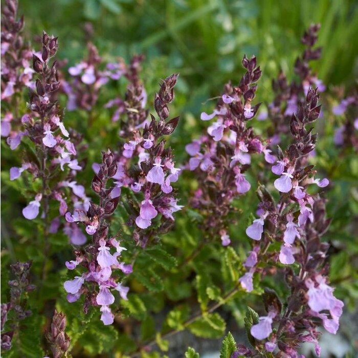 Gamander - Teucrium chamaedrys 'Nanum'