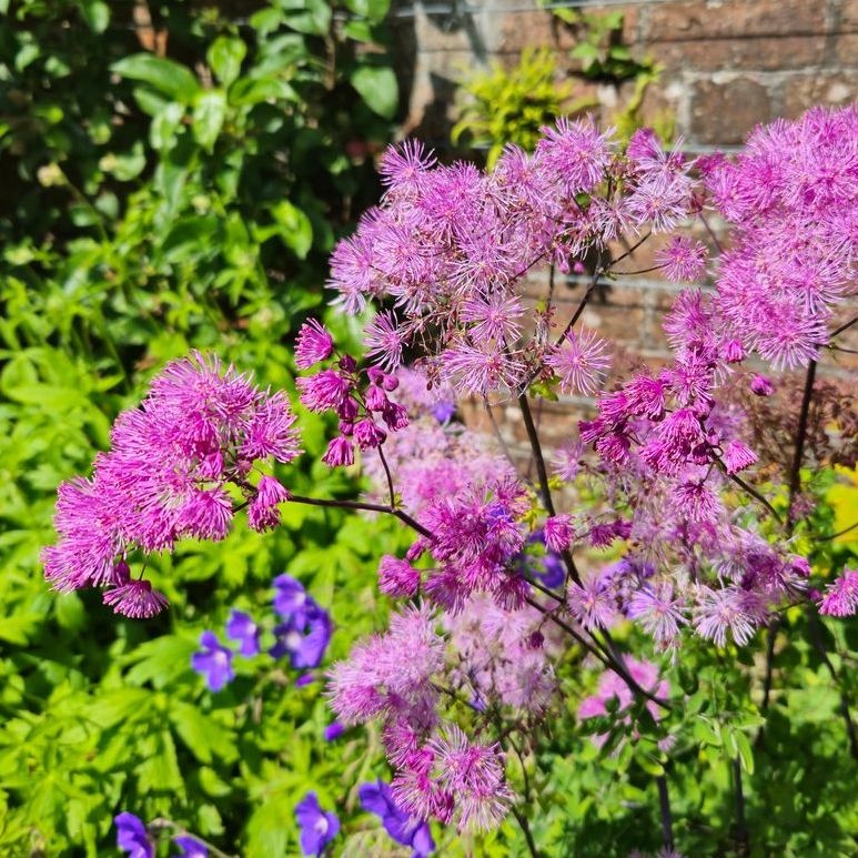 Ruit - Thalictrum aquilegifolium