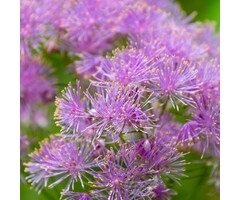 Ruit - Thalictrum aquilegifolium