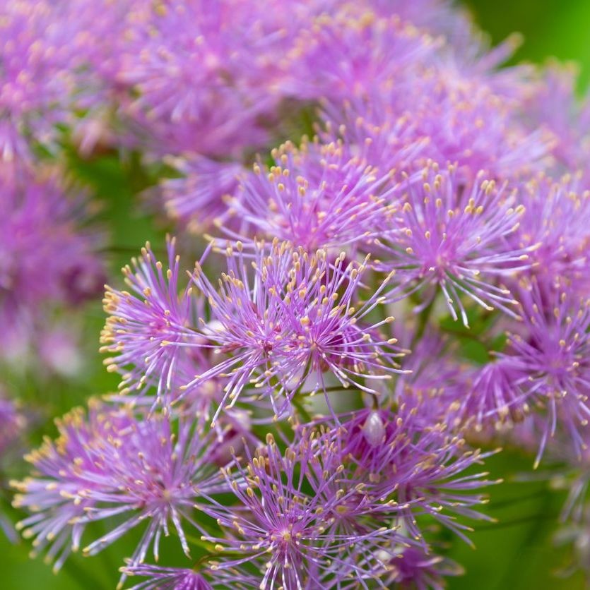 Ruit - Thalictrum aquilegifolium