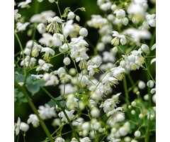 Ruit - Thalictrum delavayi 'Album'