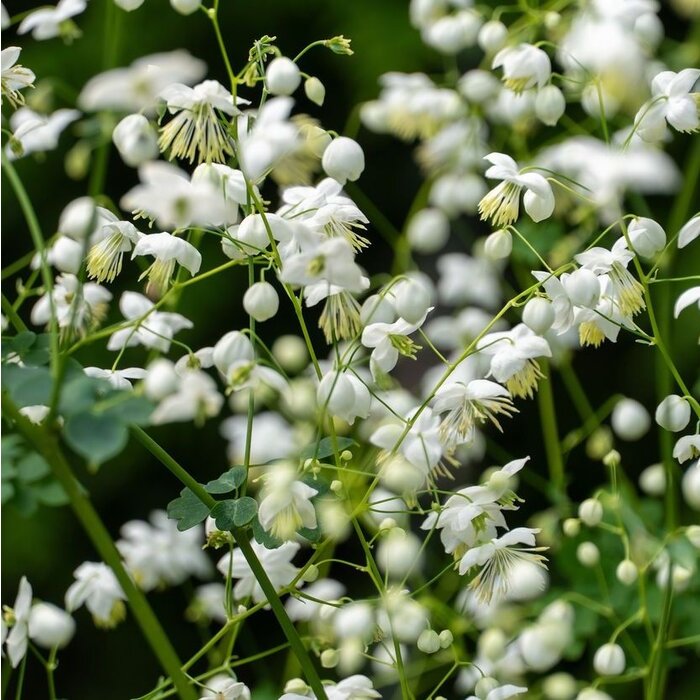 Ruit - Thalictrum delavayi 'Album'