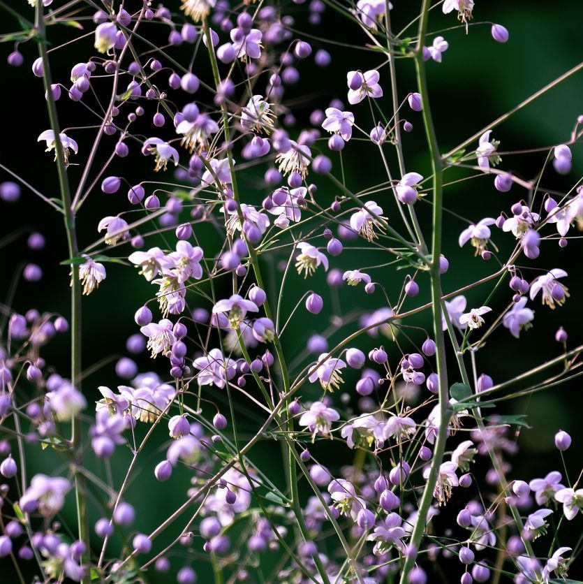 Ruit - Thalictrum delavayi 'Splendide'
