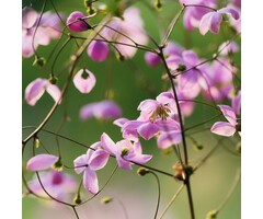 Ruit - Thalictrum delavayi 'Splendide'