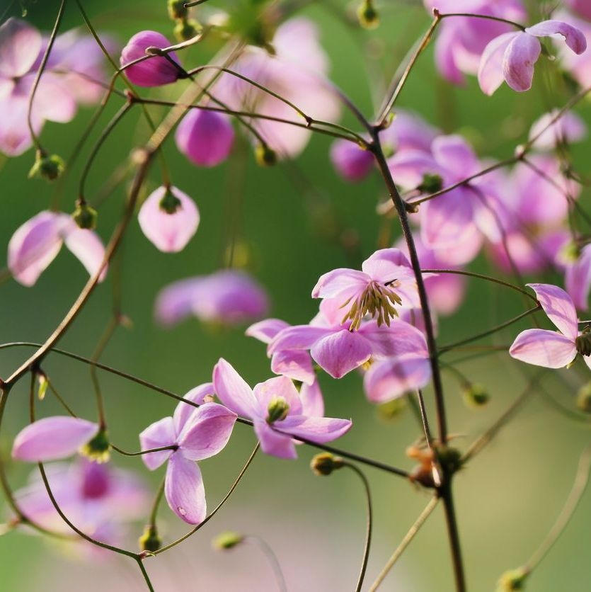 Ruit - Thalictrum delavayi 'Splendide'