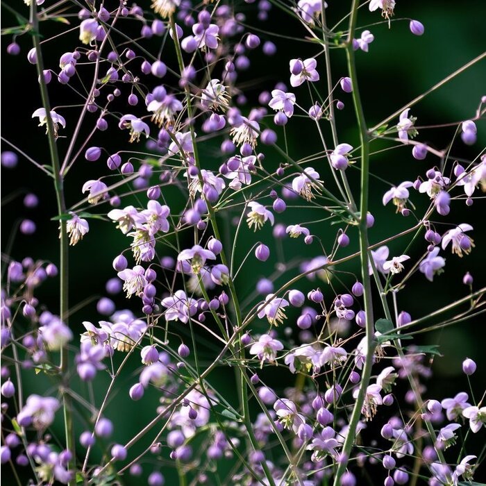 Ruit - Thalictrum delavayi 'Hewitt's Double'