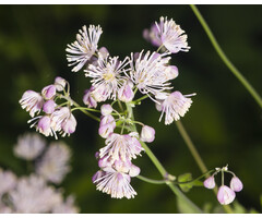 Ruit - Thalictrum 'Elin'