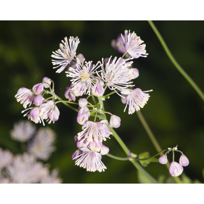 Ruit - Thalictrum 'Elin'