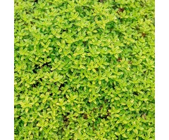 Citroentijm - Thymus citriodorus 'Betram Anderson'