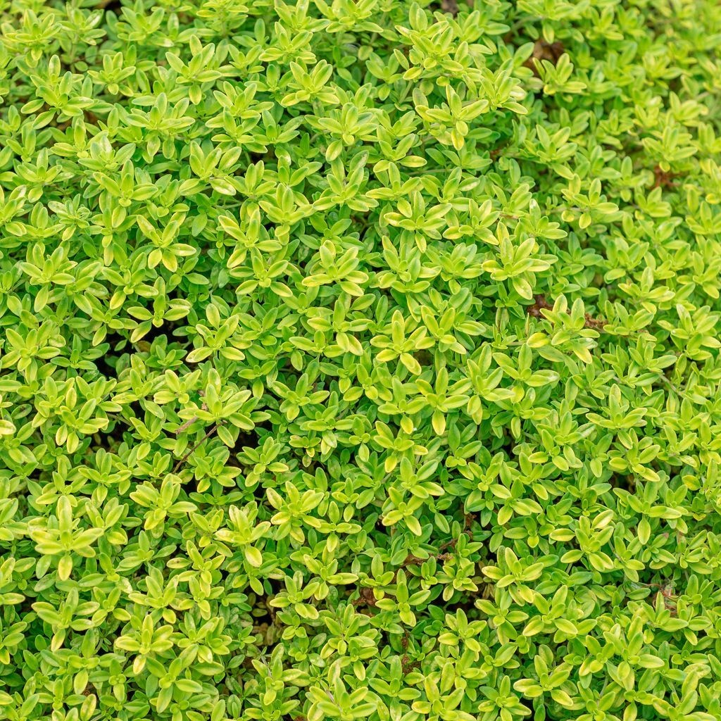 Citroentijm - Thymus citriodorus 'Betram Anderson'
