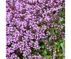 Kruiptijm - Thymus praecox 'Pseudolanuginosus'